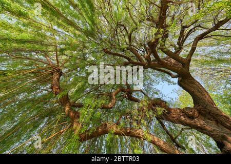 Fogliame di un salice piangente ( flere di populus ), luce primaverile precoce. Con angolo ultra ampio. Nel giardino del castello di Stoccarda. Foto Stock