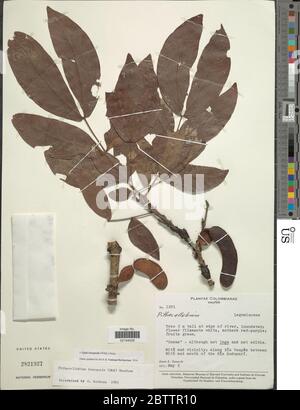 Zygia inaequalis Willd Pittier. Foto Stock