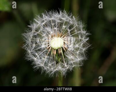 Wild flower dente di leone palla colpo taraxacum officinale famiglia asteraceae moderna stampa di alta qualità Foto Stock