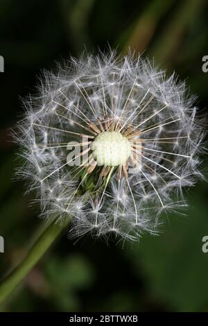 Wild flower dente di leone palla colpo taraxacum officinale famiglia asteraceae moderna stampa di alta qualità Foto Stock