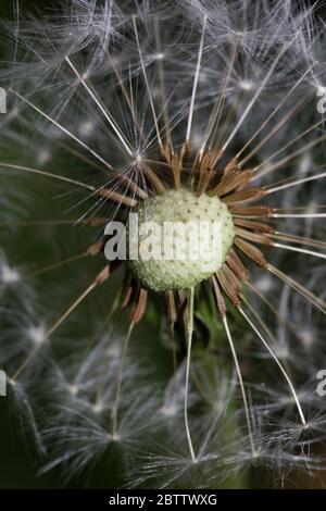 Wild flower dente di leone palla colpo taraxacum officinale famiglia asteraceae moderna stampa di alta qualità Foto Stock