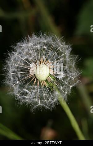 Wild flower dente di leone palla colpo taraxacum officinale famiglia asteraceae moderna stampa di alta qualità Foto Stock