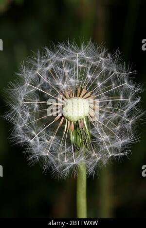 Wild flower dente di leone palla colpo taraxacum officinale famiglia asteraceae moderna stampa di alta qualità Foto Stock