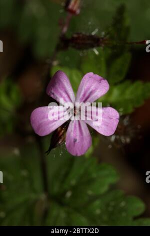 Violetto selvaggio fiore geranio robertianum famiglia geraniaceae moderno libro botanico di alta qualità di stampa Foto Stock