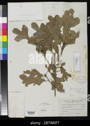 Quercus stellata var araniosa Sarg. Foto Stock