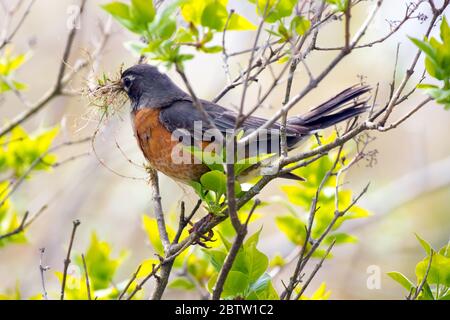 Un Robin nordamericano adulto che raccoglie il materiale di nidificazione nella primavera tarda in Canada. Foto Stock