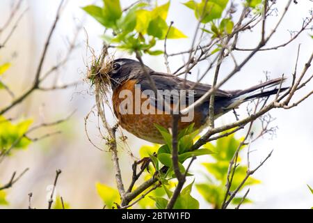 Un Robin nordamericano adulto che raccoglie il materiale di nidificazione nella primavera tarda in Canada. Foto Stock