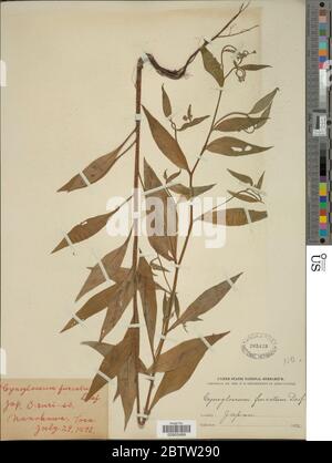 Cynoglossum furcatum muro. Foto Stock