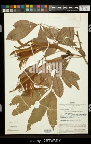 Pachira aquatica Aubl. Foto Stock