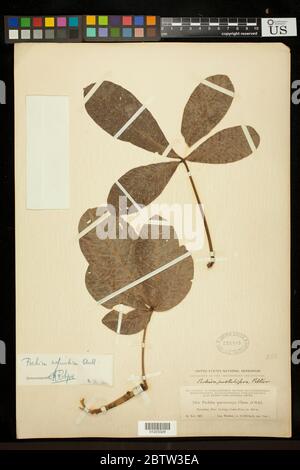 Pachira aquatica Aubl. Foto Stock