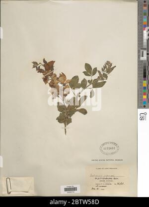 Crotalaria capensis. Foto Stock