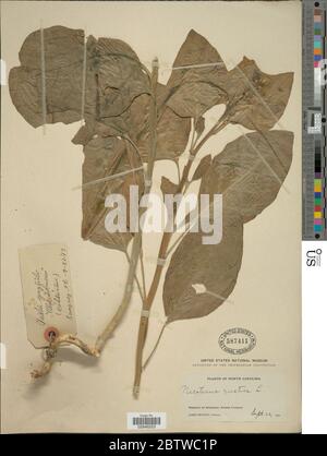 Nicotiana rustica L. Foto Stock