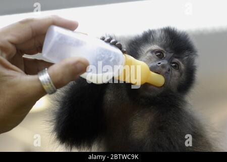 La scimmia del bambino prende il latte. Una scimmia caporina caporina (Sapajus specie) vulnerabile socchiusa e salvata riceve assistenza. Animale domestico selvatico. Foto Stock