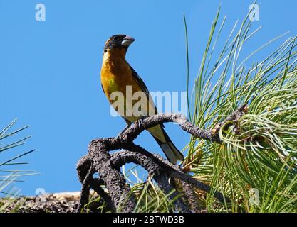 Un sito di Grossbeak con testa nera maschio su un ramo di pino in un pomeriggio di sole. Foto Stock