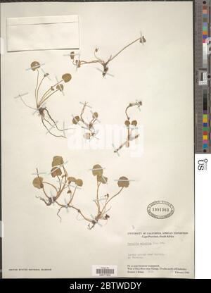 Centella asiatica L Urb. Foto Stock