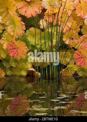 Splendidi e vivaci colori delle foglie di Darmera in autunno Foto Stock
