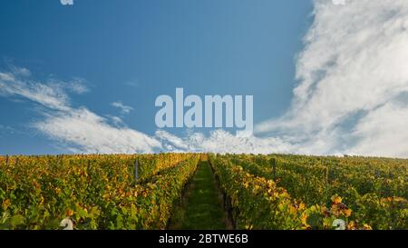 Una vista simmetrica tra le viti verso il cielo blu d'autunno a Stetten Blick guarda da vicino, la Germania. Foto Stock