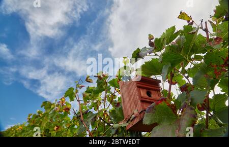 Casa di uccello attaccato nei vigneti, Germania. Foto Stock