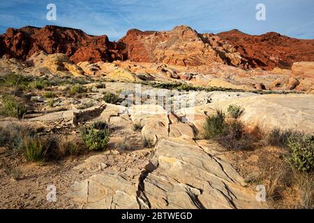 NV00157-00...NEVADA - arenaria colorata e delicati strati di compattazione nel Valley of Fire state Park. Foto Stock