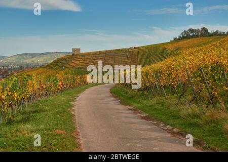 Percorso conduce al castello Y nei vigneti stettener, Germania. Foto Stock