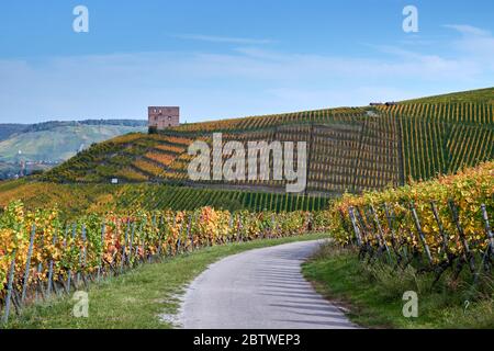 Percorso conduce al castello Y nei vigneti stettener, Germania. Foto Stock