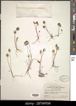 Centella asiatica L Urb. Foto Stock