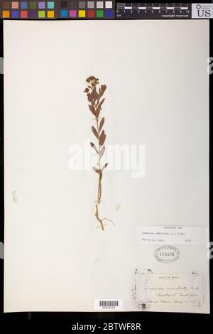 Comandra umblellata L Nut. Foto Stock