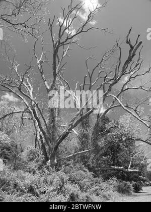 Alberi di quercia morti sui terreni del Ringwood state Park a Ringwood, New Jersey. L'immagine in bianco e nero mostra il contrasto tra vita e morte. Foto Stock