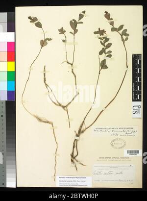 Mandevilla karwinski Mll Arg Hemsl. Foto Stock