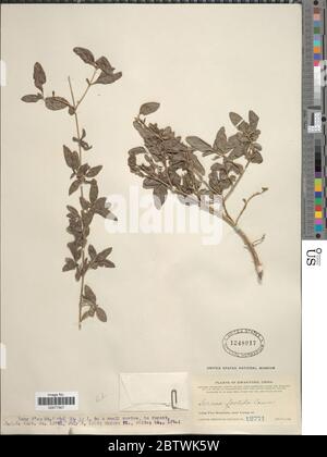 Serissa japonica Thunb Thunb. Foto Stock