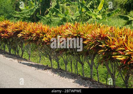 Fila di piante di crotoni da giardino multicolore (Codiaeum variegatum) tra vegetazione tropicale verde. Foto Stock