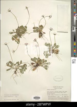 Bellis perennis L. Foto Stock