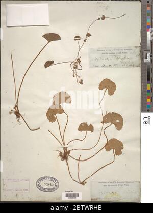 Centella asiatica L Urb. Foto Stock