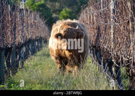 Grande toro di bestiame nelle montagne che si trova nelle file di viti invernali di fronte alla telecamera sulla Penisola di Mornington in Australia Foto Stock