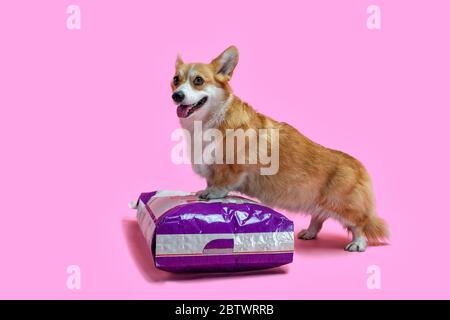 Royal gallese corgi si trova in piedi zampe su un pacchetto di alimentazione. Per negozi di animali domestici e pubblicità. Sfondo rosa isolato Foto Stock