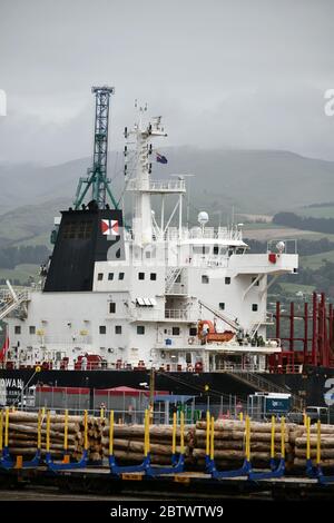 LYTTLETON, NUOVA ZELANDA, 21 NOVEMBRE 2019: Tronchi Pinus radiata in attesa di esportazione linea il molo presso il porto di Lyttleton. Foto Stock