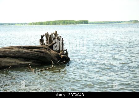 Un grande albero di scarico si trova sulla riva con radici in acqua. Primo piano. Foto Stock