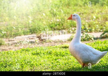 Due oche bianche grandi camminano insieme in verde prato verde in una giornata di sole. Oca domestica, oca grigiastra o oca bianca, cicgnoide Anser Foto Stock