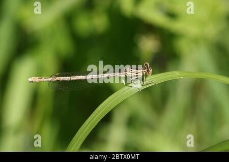 Una rara femmina Dasselfly zampillato, Platycnemis pennipes, che perching su una lama di erba. Foto Stock