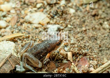 Rana di coro ornato (Microphyla fissipes) poggiante su pavimento di sabbia. Foto Stock