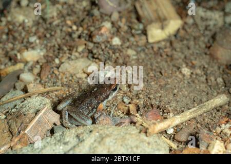 Rana di coro ornato (Microphyla fissipes) poggiante su pavimento di sabbia. Foto Stock