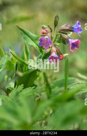 Pulmonaria mollis fiore in primavera Foto Stock