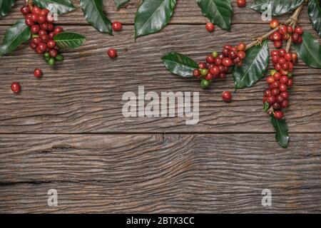 Primo piano con chicchi di caffè rosso biologico fresco con foglie di caffè su sfondo di legno con spazio per la copia Foto Stock