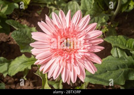 Rosa Gerbera Daisy o Gerbera fiore in giardino con luce naturale su foglie verdi sfondo Foto Stock