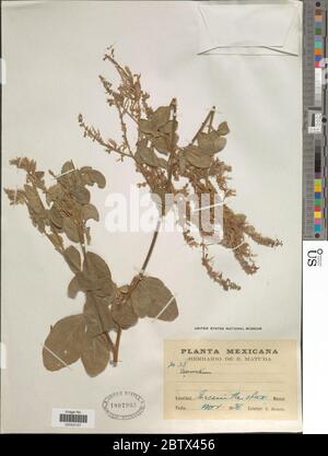 DESMODIUM sp. 10 Jan 20181 Foto Stock