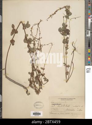 DESMODIUM sp. 3 Jan 20181 Foto Stock
