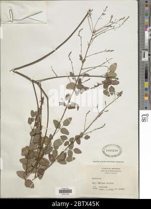 DESMODIUM sp. 11 Jan 20181 Foto Stock