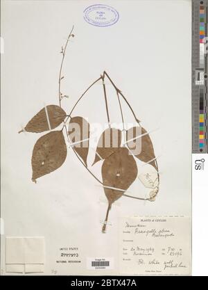 DESMODIUM sp. 30 Dec 20171 Foto Stock