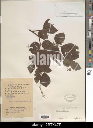 DESMODIUM sp. 30 Dec 20171 Foto Stock