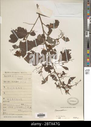 DESMODIUM sp. 30 Dec 20171 Foto Stock